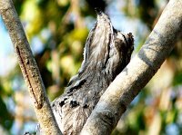 Northern Potoo
